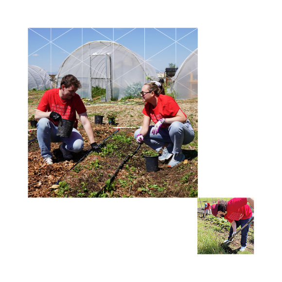 Photo collage showing Ping Identity employees wearing matching red shirts and volunteering outdoors in a community garden near greenhouses