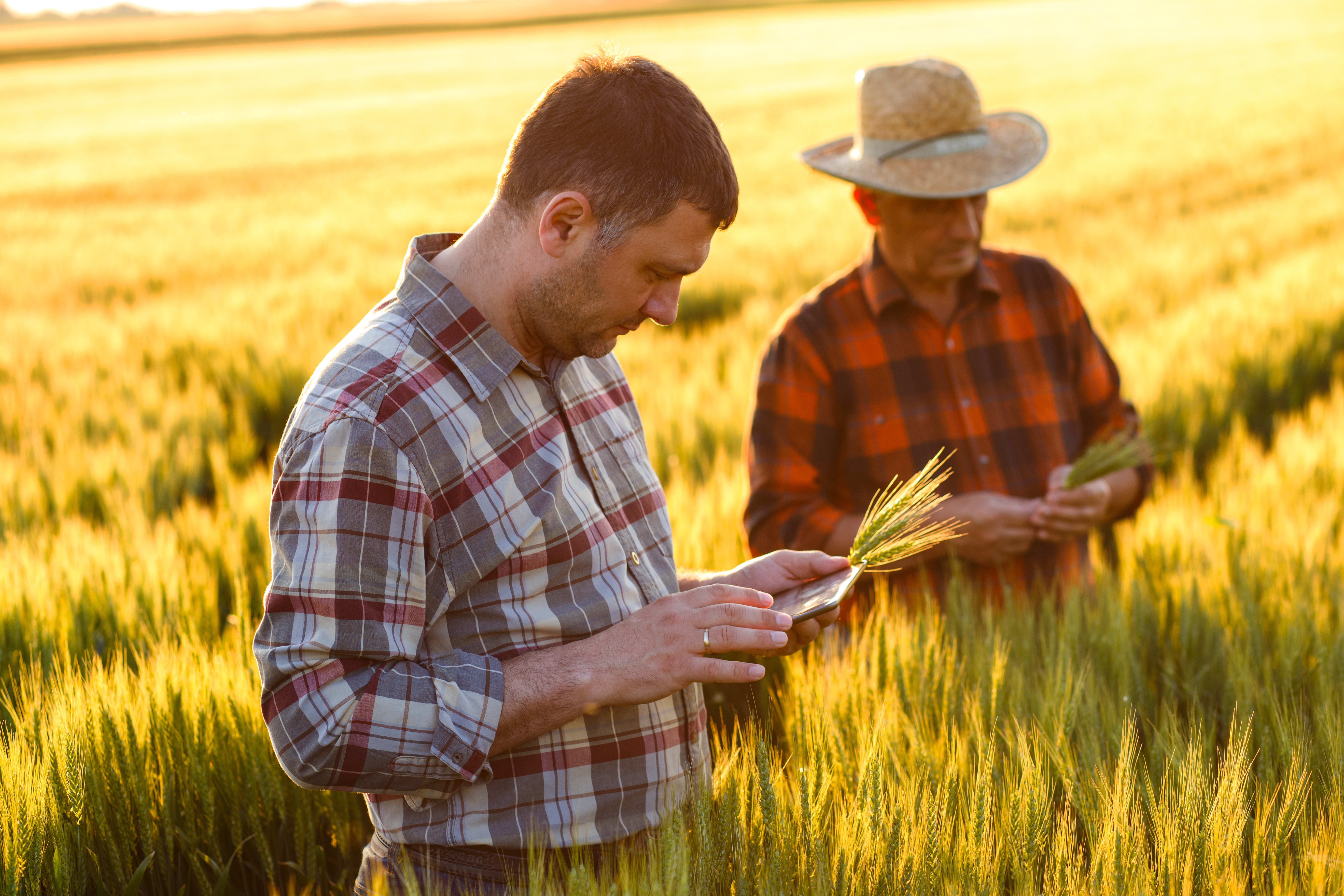 Two men in a field of wheat